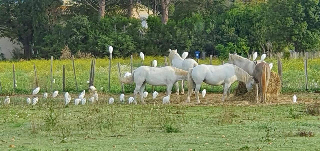 Les Bonbonnettes Acomodação com café da manhã Le Cailar Exterior foto